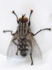 Sarcophaga sp.